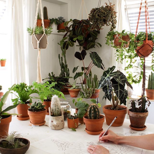 livingpattern's tweet photo. #tbt My old studio above an Antique shop in West Palm Beach, 2014. Miss that little space I crammed over 50 houseplants into! https://t.co/pwGBxMJwat https://t.co/WCG6DvvULy