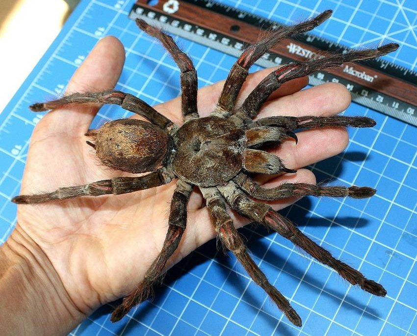 tuCpakoa's tweet photo. La plus grosse mygale et araignée du monde fait ~30 cm et ~175 grammes !
Elle s'appelle GOLIATH (Theraphosa blondi) et vit en Amérique du Sud.
Elle est inoffensive pour l'homme (les effets de son venin sont comparables à ceux d'une piqûre de guêpe).

https://t.co/37aeKcwm0P https://t.co/FV5UOvBya4