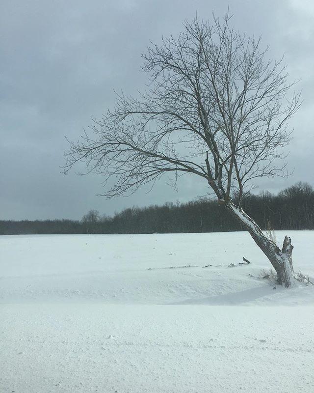 belleisabelle's tweet photo. 2016 Huron County road trip. I will always remember the most amazing light &amp; the snow giving volume to the trees. It was magical. #tbt on of one my most memorable visual memory.
.
.
.
#visualpleasure #visualmemory #landscapephotography #snowylandscape #s… https://t.co/AEixfx6EYz https://t.co/RwMR7Lj3oy