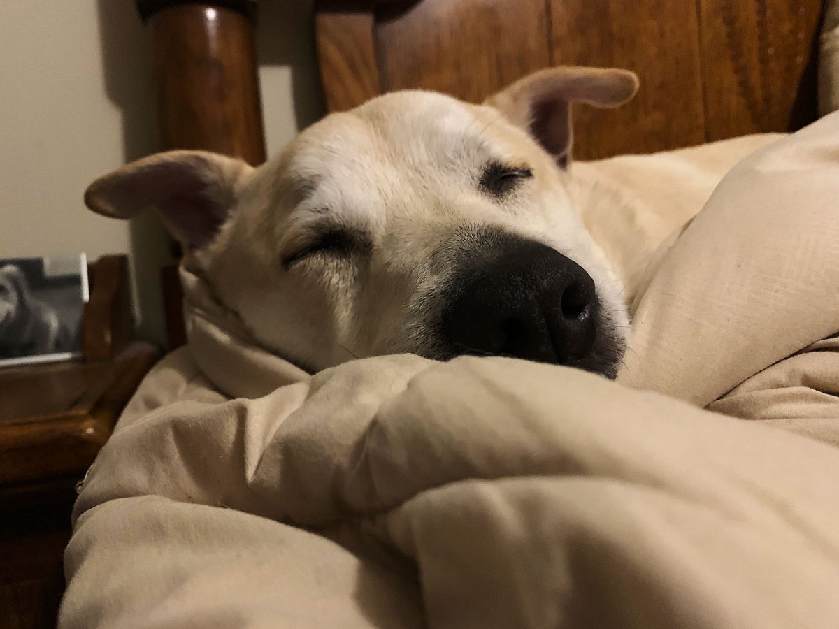 BuddEDog's tweet photo. I got the sleepies https://t.co/x0wL4l6QkJ