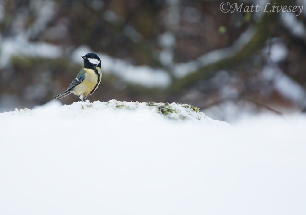 AFONature's tweet photo. Happy Friday! Here's our pictures of the week from Matt Livesey - we hope you enjoy them as much as we did π
To see the full series go to our instagram: https://t.co/5Yts2LqqCz
#NowforNature #VisionforNature #picoftheweek https://t.co/0tzEgHp8Hu