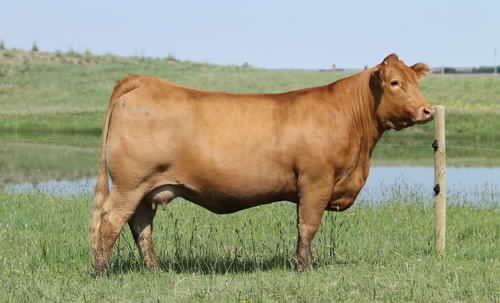 BBarCattle's tweet photo. B Bar/Hawkeye Sting 47F ET was Lot 6 in our Dec 11, 2018 Sale that sold to Pinnacle View Limousin, BC and Andrew Ranches, AB as the 3rd high selling bull. At 13 months he is weighing 1403lbs, measures 35cm and has froze semen. @AndrewRanches @heleniak @CDNLimousin https://t.co/W6ey2MJD20