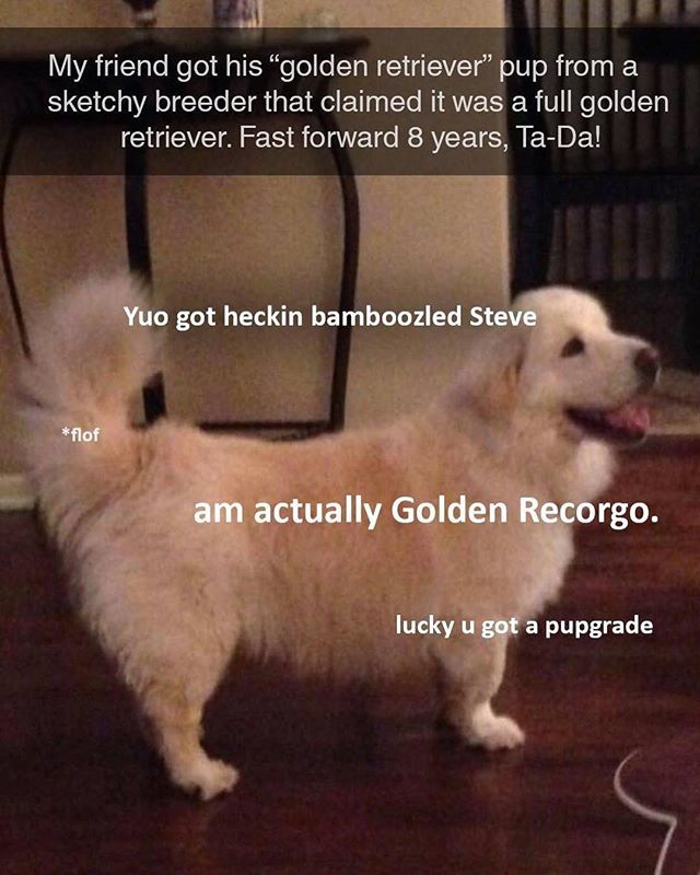Yourpokemongo's tweet photo. Pupppy 😍😍 Follow @virallyofficial for more #puppy #goldenretriever #dog #puppies #meme #memes #dogs #goldenretrievers #goldenretrieverpuppy #f4f #follow4follow #follow4followback https://t.co/wJX5nSvoUT