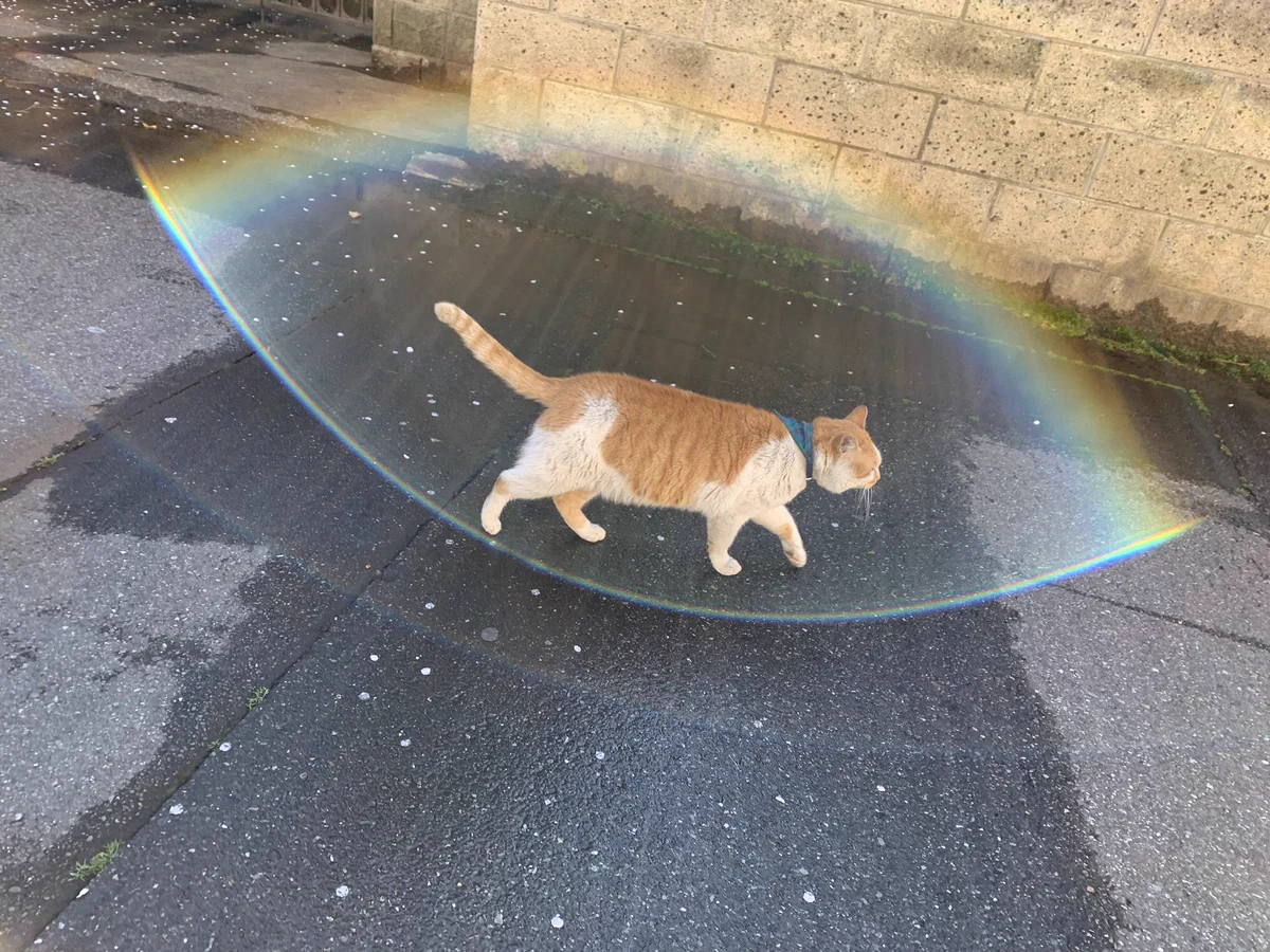猫から虹色のバリアが出てる！これは凄い！！