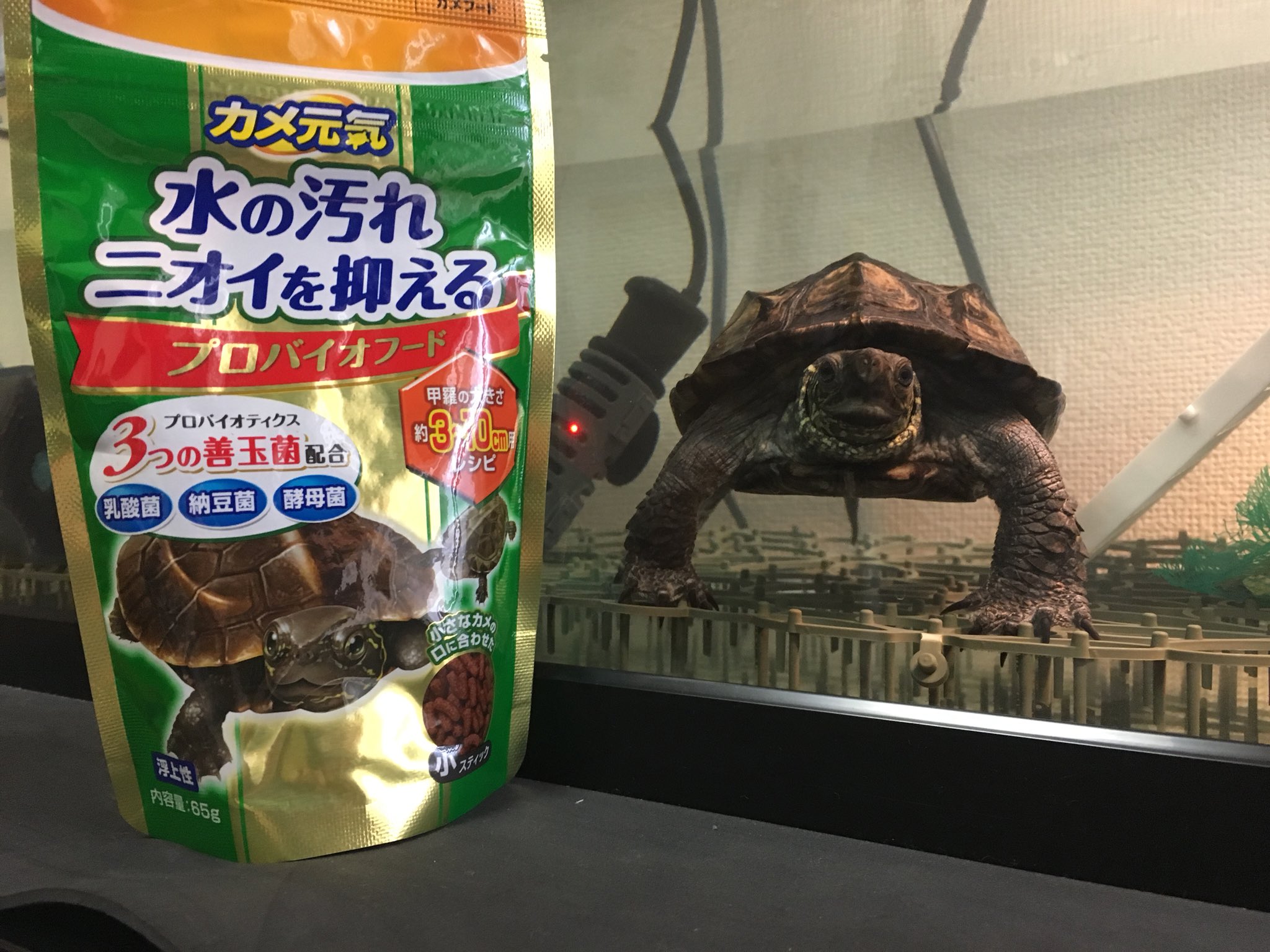 クサガメたわし T Co Oslyyrvavo 食べたことないエサを試してみます Gexのやつです 亀 カメ クサガメ エサ T Co 9pne7nmns0 Twitter