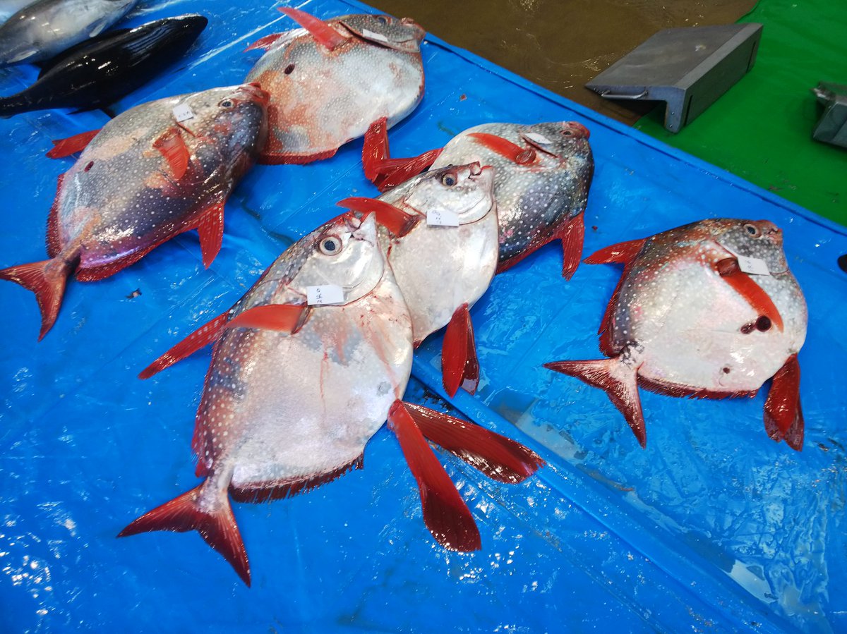 ばるぱんさー Twitter પર ほ ら 幻の巨大魚が大漁だぞ 目がでかく鰭が長い奴が今日は少しいた 特に二枚目の写真のこいつはなんだか体が前後に長いような気がする