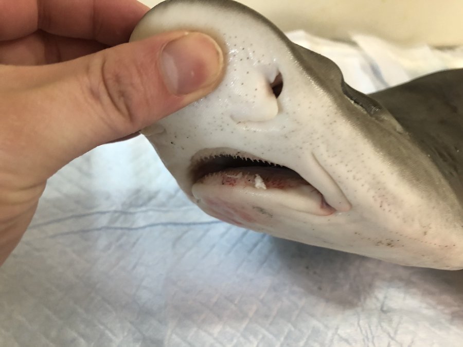 注意 釣りで出会うことがある歯が鋭い魚7選 怪我の可能性大 Bass Zero
