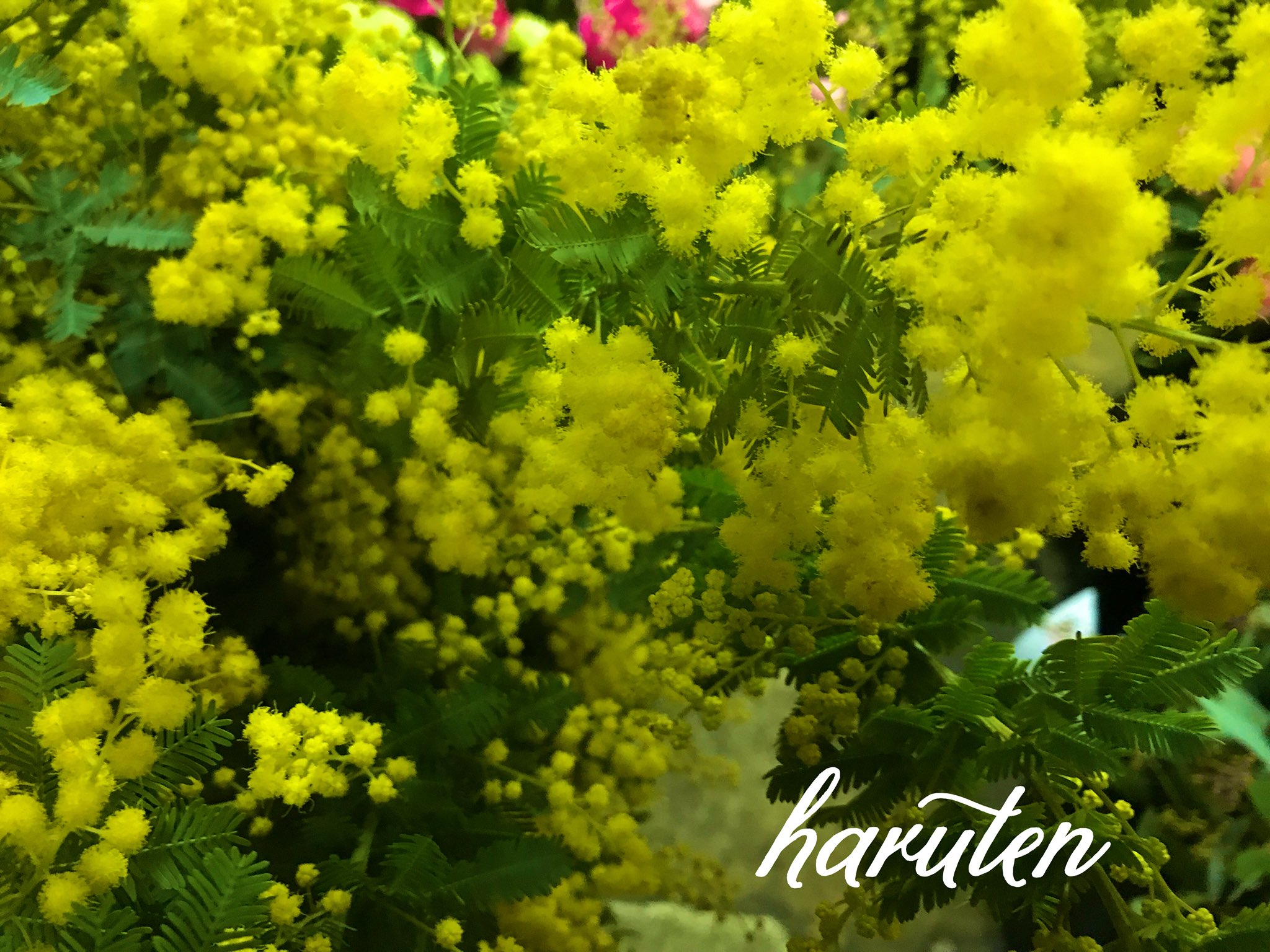 ホワイト系人気ブランド新作豊富 Rin様専用 アカシア プルプレア ダークアイ パールアカシア 植物 観葉植物 インテリア 住まい 小物ホワイト系 11 5 Jkkniu Edu