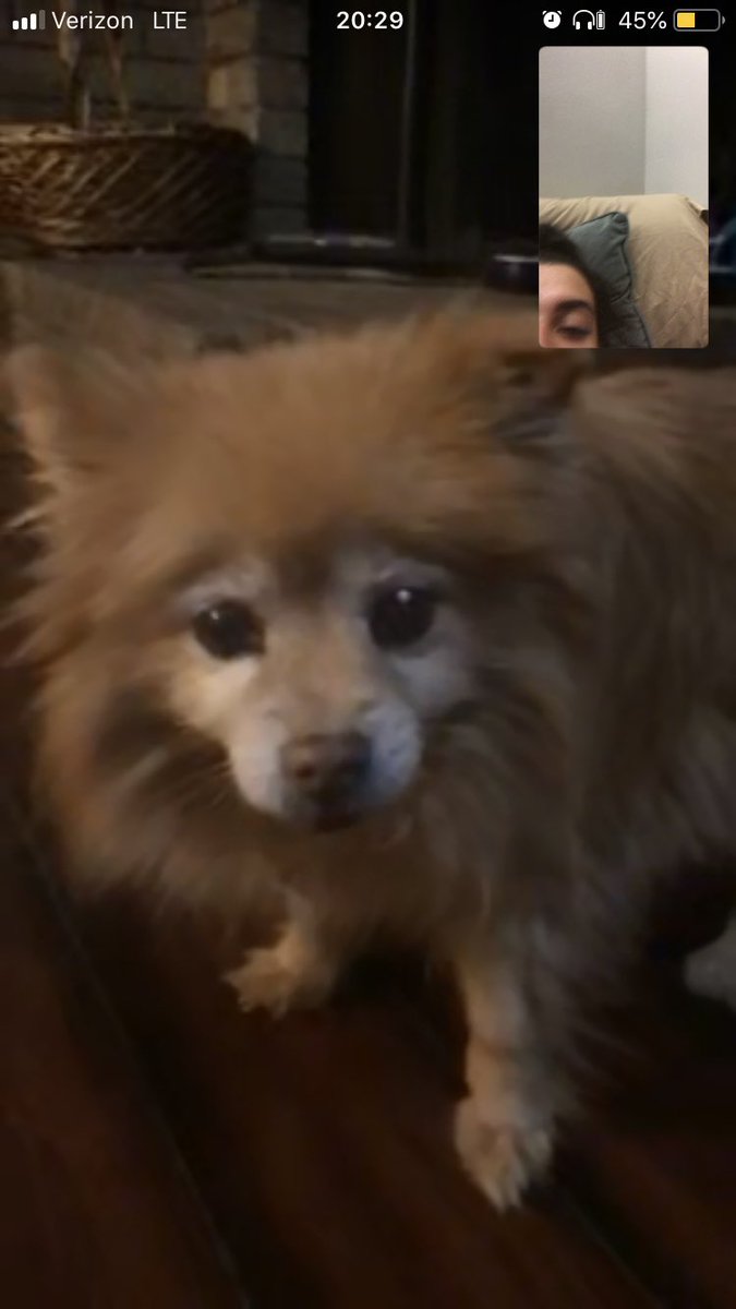 AnyssaReneeee's tweet photo. I wish I was home to see you one last time.... you lived a great 17 years and I wish I was still given more time with you. I’ll miss you every fuckin day princess. I love you my fluff 💔💔 all dogs do go to heaven I suppose https://t.co/UogxqaZzqW