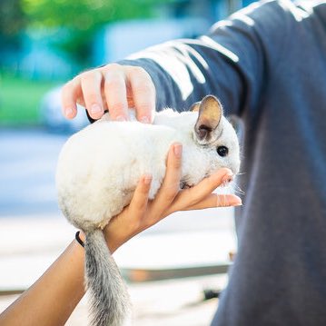 sacatxst's tweet photo. Hedgehogs, Chinchillas, Chicks, Bearded Dragons and much more! Attend our Petting Zoo event March 13 at Bobcat Trail from 11 a.m. - 1p.m. 🦔🐇🐥 #TXST #PettingZoo https://t.co/gH3GaW9mGw