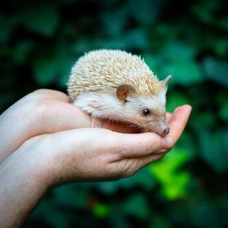 sacatxst's tweet photo. Hedgehogs, Chinchillas, Chicks, Bearded Dragons and much more! Attend our Petting Zoo event March 13 at Bobcat Trail from 11 a.m. - 1p.m. 🦔🐇🐥 #TXST #PettingZoo https://t.co/gH3GaW9mGw