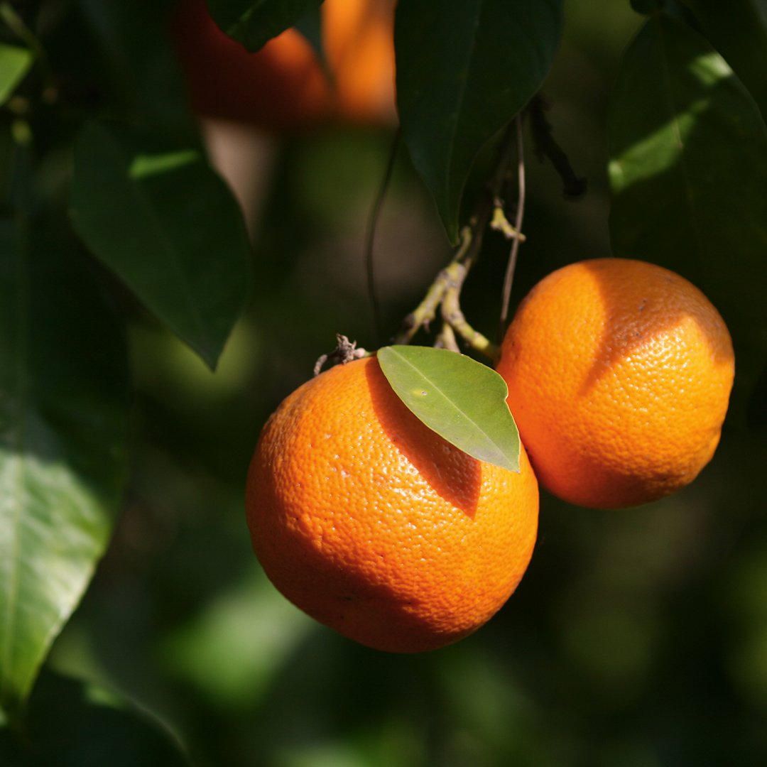 Did you know that RE9 Advanced® features Sustainable Orange Stem Cells? bit.ly/2SRKmWJ #RE9Replay #RE9Advanced #Arbonne #Skincare #ArbonneSkincare #VeganSkincare #GlutenFree #Vegan