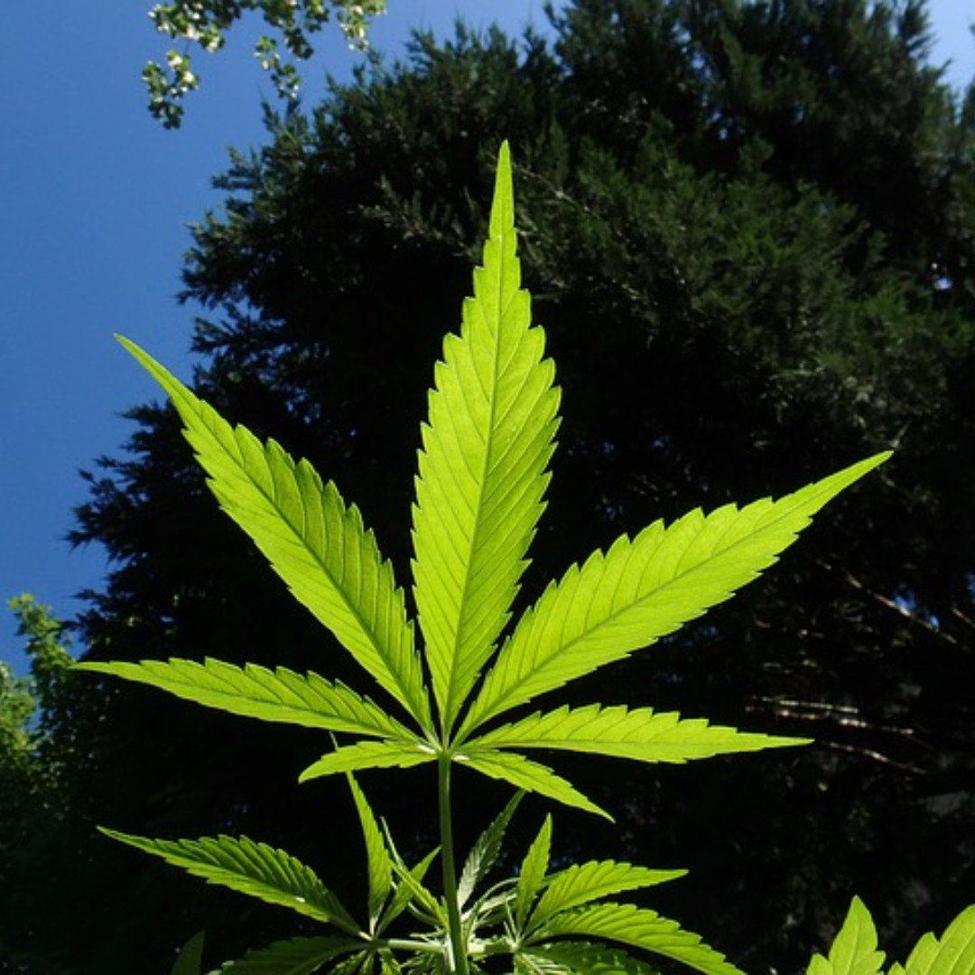 #ChooseCannabis: It helps with nightmares.

For those with PTSD, it can eliminate dreams completely. The reason, it turns out, is that cannabis impacts REM sleep.

#Cannabis #Marijuana #THC #CBD #Indica #Sativa #OnlineDispensary #Canada #MoM #Evolution #HigherLiving