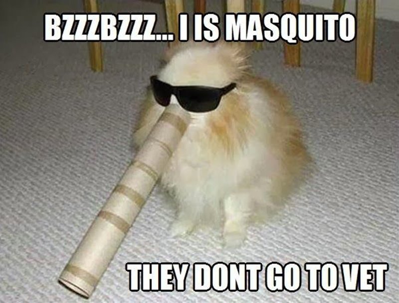 BiteBackLLC's tweet photo. That is the cutest mosquito I've ever seen 😂
#mosquito #humor #biteback https://t.co/Z9wffirvSP