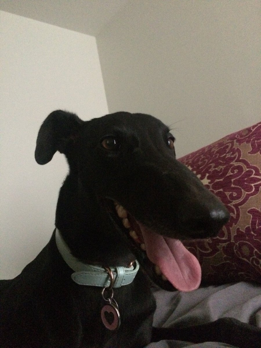 グレーハウンド