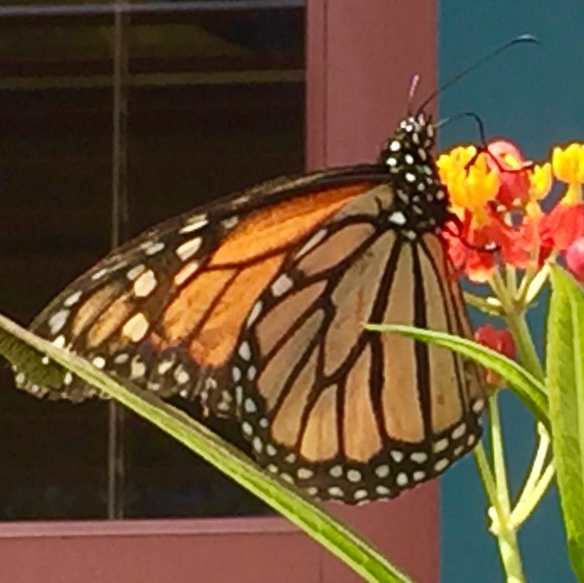 monarchfrey's tweet photo. Native antelope horn #milkweed is emerging in N. Tx! I am waiting for the arrival of #monarch #butterflies from Mexico! #savethemigration https://t.co/kMHNgXDSXw