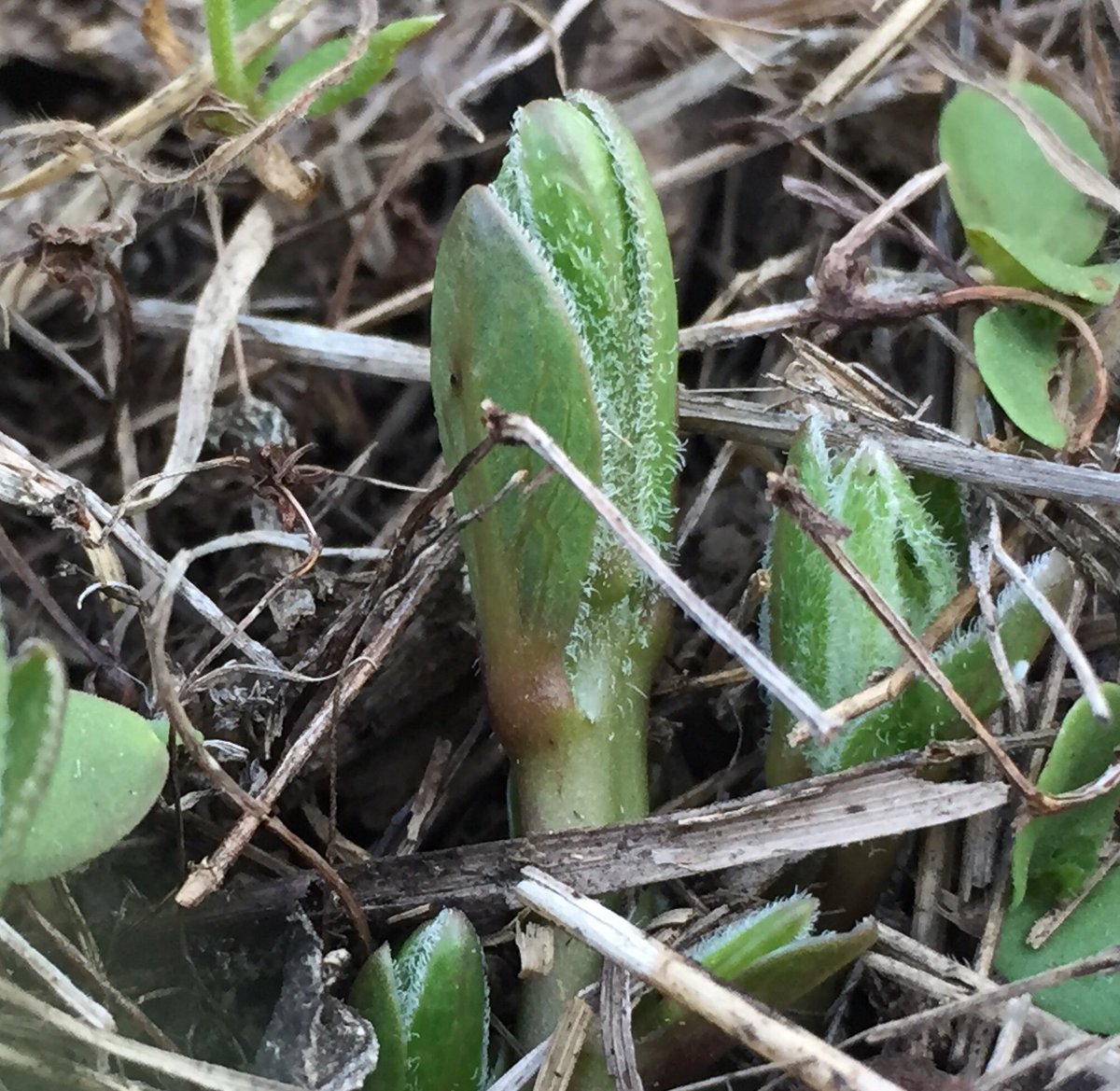 monarchfrey's tweet photo. Native antelope horn #milkweed is emerging in N. Tx! I am waiting for the arrival of #monarch #butterflies from Mexico! #savethemigration https://t.co/kMHNgXDSXw