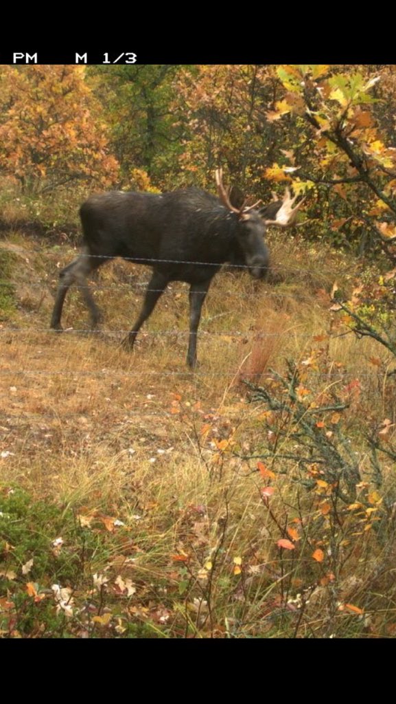pwsdnaturestud's tweet photo. Trail Camera Project going strong! @bcifalcons @ParkWestSD @NCC_CNC https://t.co/EUVsdTddAh
