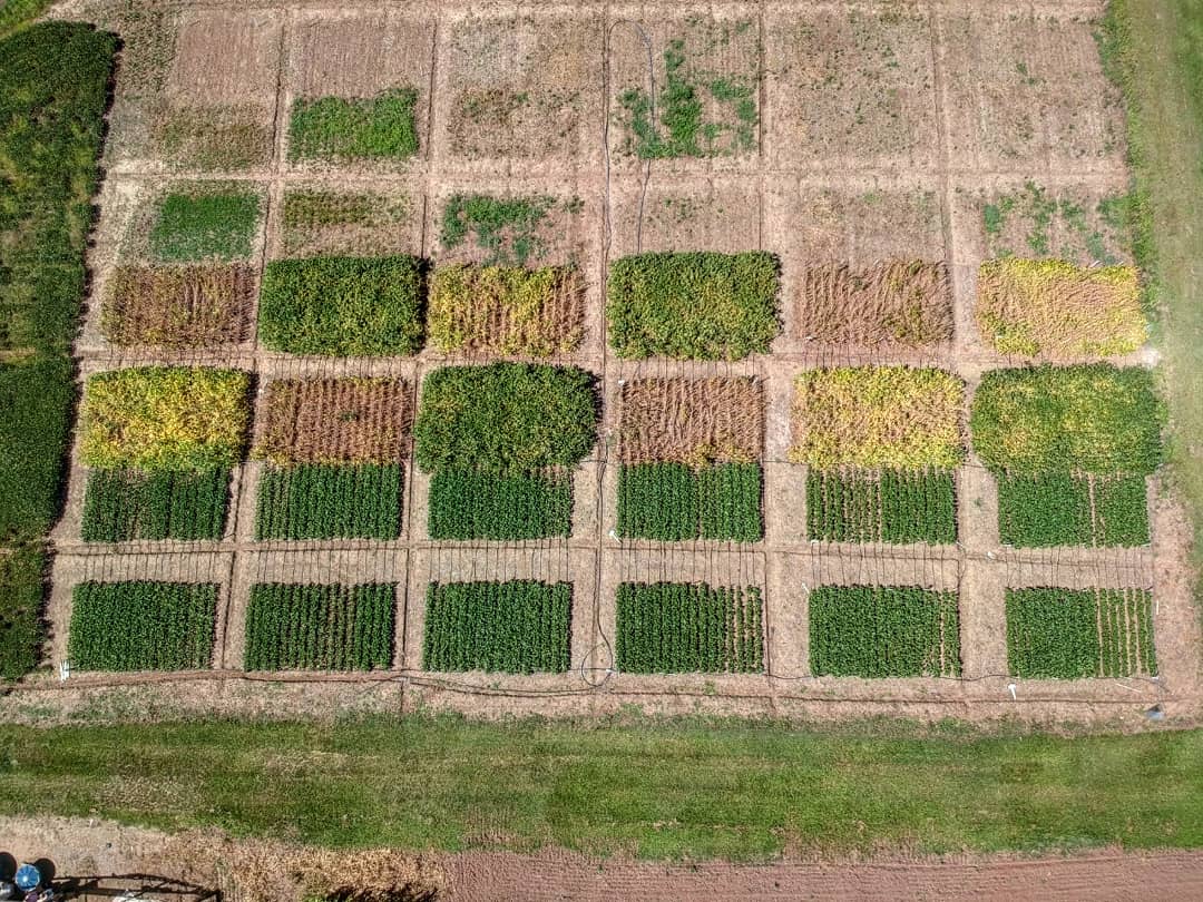 efieldcrops's tweet photo. 🌱🌱 Vista aérea hoje da área experimental de soja da Equipe SimulArroz  na UFSM. 🌱🌱
 #soja #UFSM #simularroz https://t.co/1C0RRFc63r
