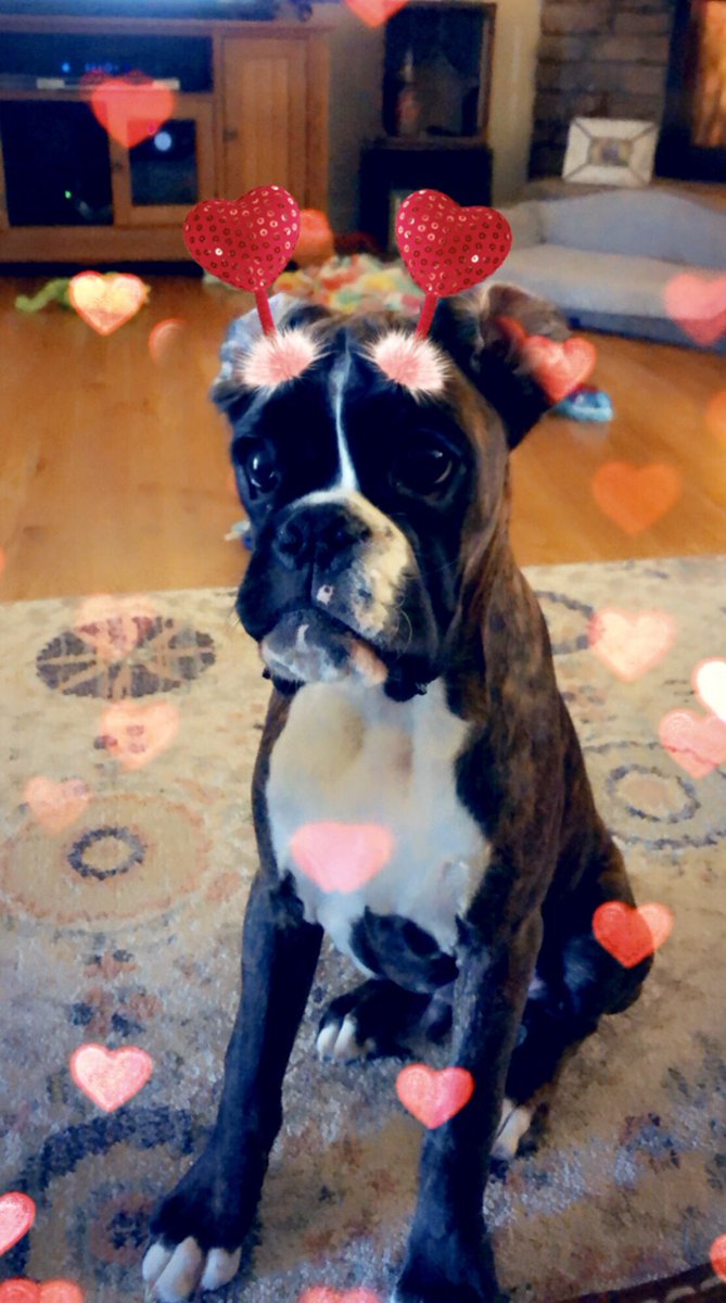 boxermom1416's tweet photo. My boy is 5 months old today - 40lbs #MaverickKaneC #boxernation #bromocrew #boxerlife #boxerliving #camopup #Euroboxer https://t.co/uFdKTcWYsM