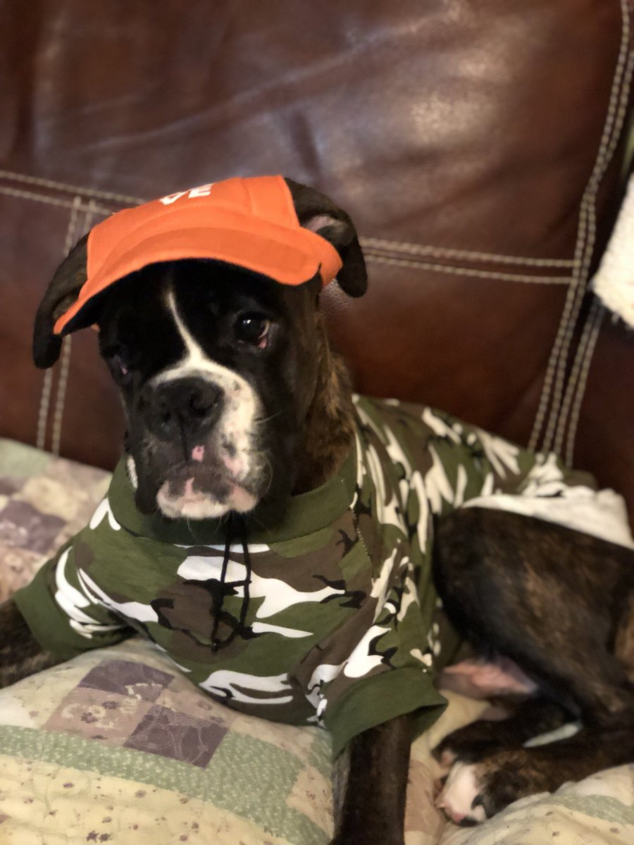 boxermom1416's tweet photo. My boy is 5 months old today - 40lbs #MaverickKaneC #boxernation #bromocrew #boxerlife #boxerliving #camopup #Euroboxer https://t.co/uFdKTcWYsM