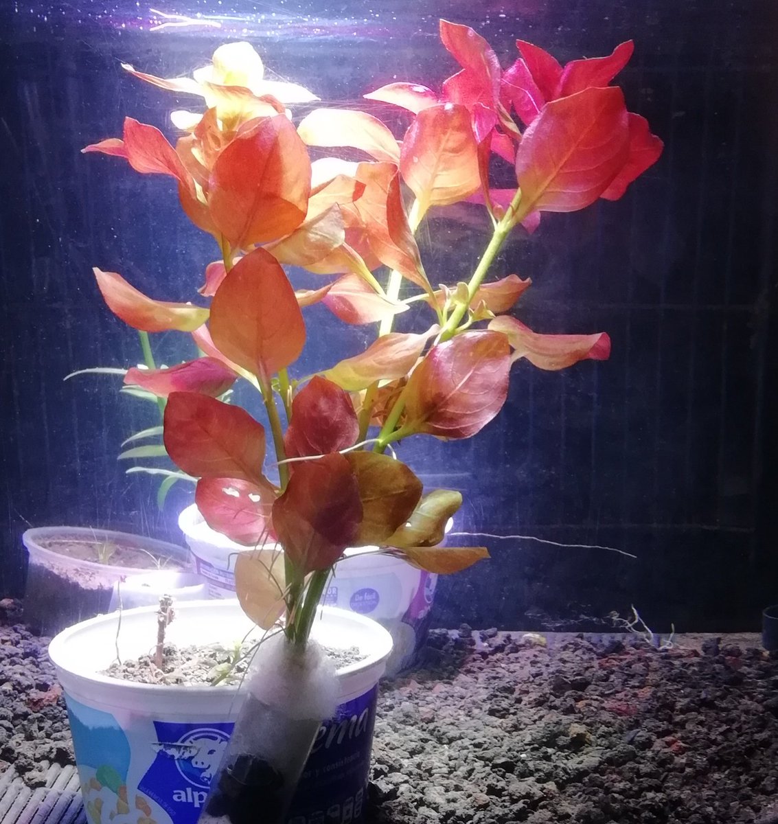 ignacioen's tweet photo. Que tal esta planta acuatica https://t.co/CLD5NjbDK8