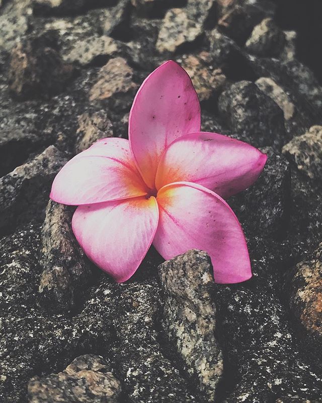 byvitormendes's tweet photo. No meio do caminho tinha uma flor. Tinha uma flor no meio do caminho...
#shotoniphone #iphone7 #byvitormendes #omelhorclick #thursdaypic #fotodequinta 
#sp #saopaulo #saopaulocity #spcity #cidadedagaroa #paulistaneando #paulistanear #sp4you #clickpaulist… https://t.co/Qfpf0NRMoB https://t.co/E1iCVlGCrx