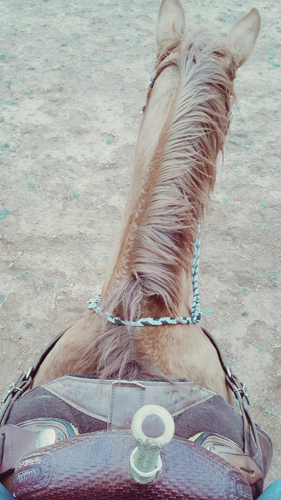 Dallas31254918's tweet photo. The best damn thing I've had between my legs 😜🐎
#DunDee #lineback https://t.co/yu0lvxsonD