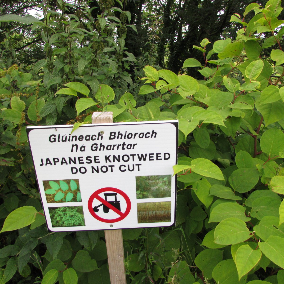 ClareCoCo's tweet photo. Clare County Council has announced a series of free public workshops in Ennis, Killaloe, Shannon and Miltown Malbay on controlling Japanese knotweed and other non-native invasive plant species.
DETAILS - https://t.co/HKa4JKuKYl
#CCCenvironment https://t.co/MM9YpPeOUu