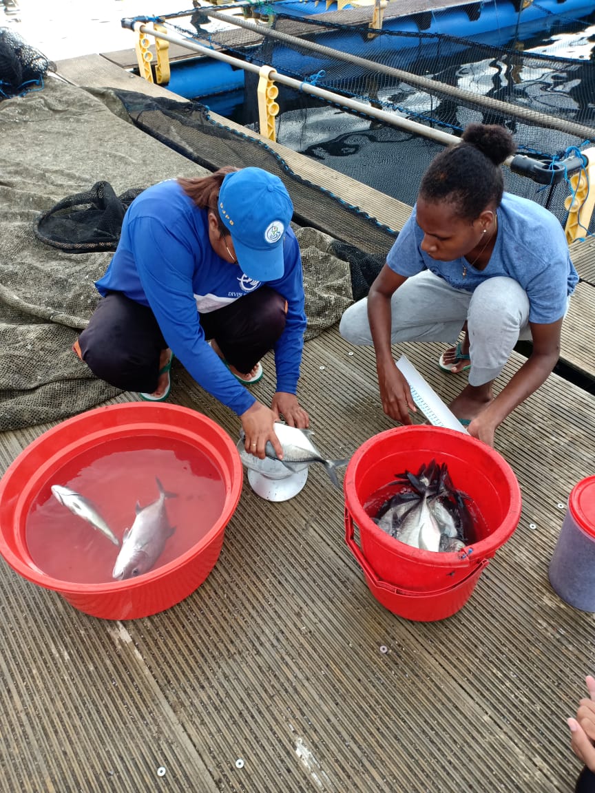 bpbl_ambon's tweet photo. Sampling ukuran Ikan Bubara/GT Divisi Produksi Calon Induk dan Rumput Laut👍 #BPBLAmbonHEBAT #BudidayaLaut #Bubara https://t.co/mpFLKdB4A9