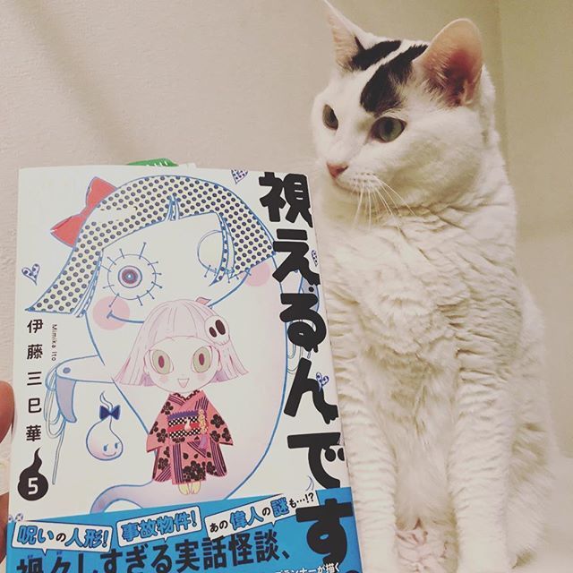 伊藤三巳華 3 22ｺﾐｯｸｽ発売予定 あれ ニャンとびっくり猫の道 のハム君がいる 実は本当に生まれ変わって戻って来ました このお話も 視えるんです に収録 伊藤三巳華 視えるんです Djなみじん T Co 7kbgxe5tk2 T