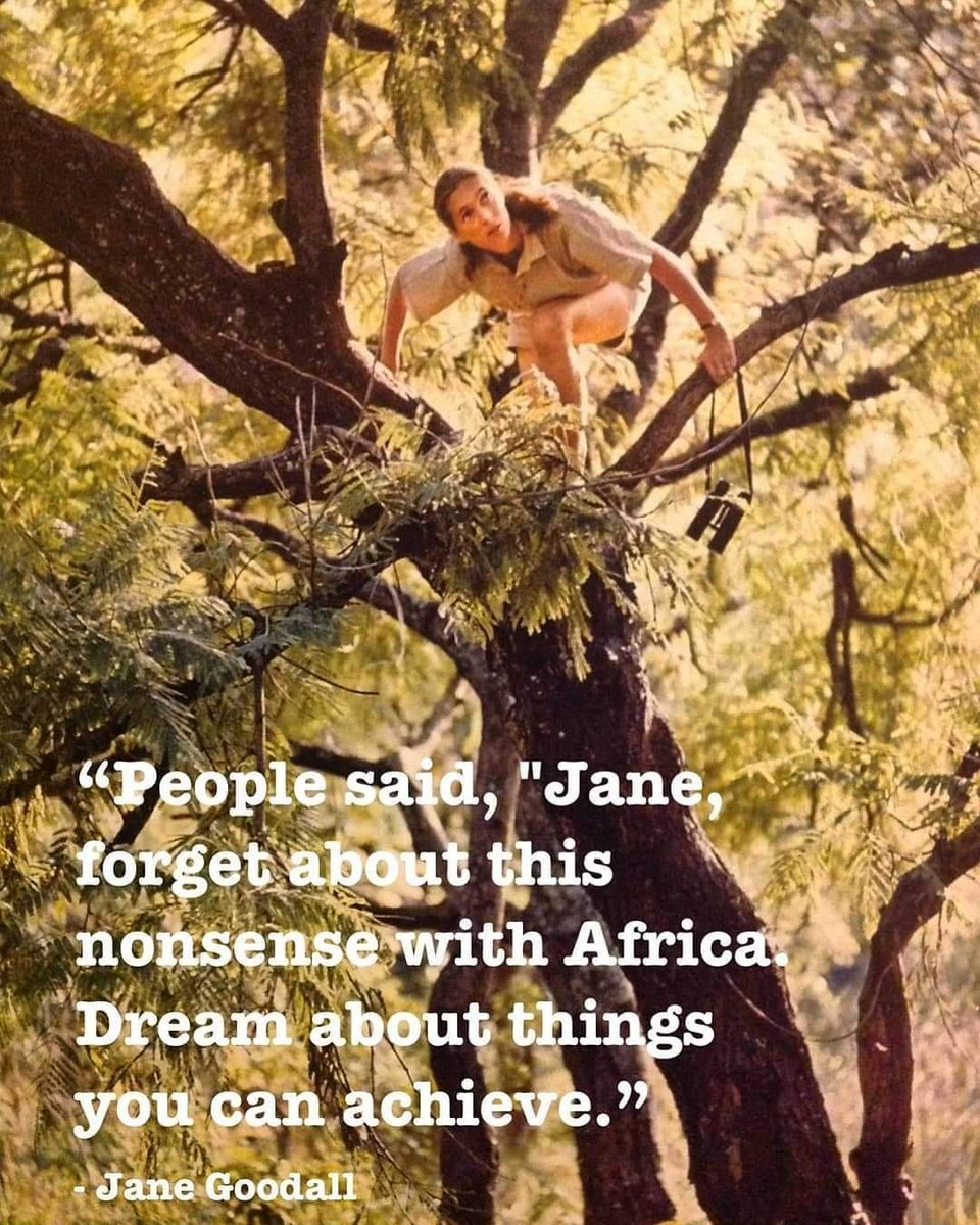 Jane Goodall Institute Australia tweet media