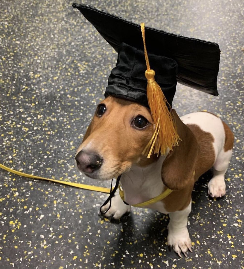 dog_rates's tweet image. This is George. He just graduated with a double major in snuggability and good sits. Wonderful job George. 14/10 please congratulate him