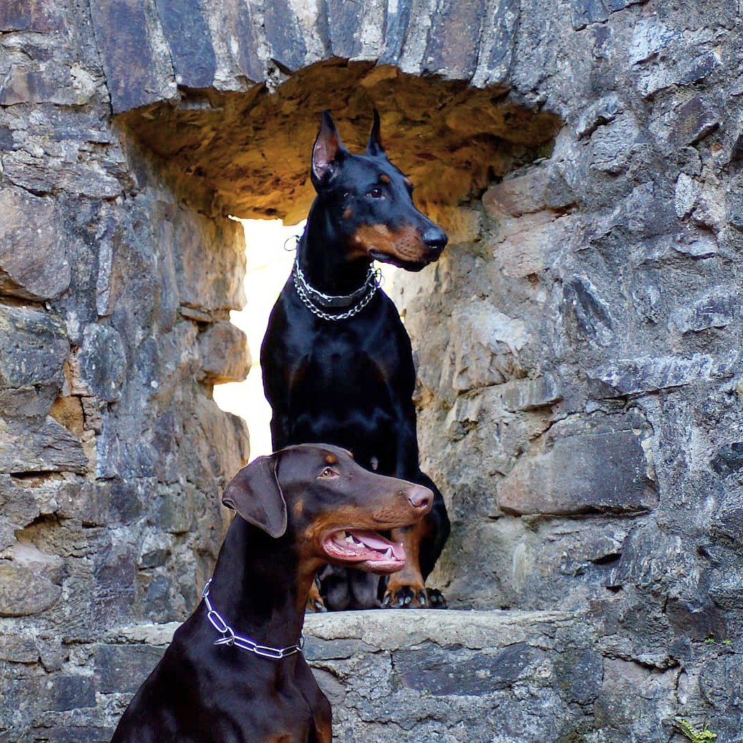 DobigirlSB's tweet photo. Ansgar von Asenkraft 8 months old (in front) https://t.co/oYoGP1Beia