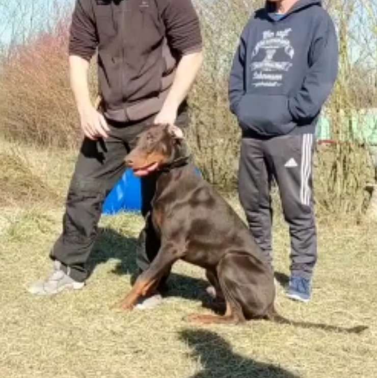 DobigirlSB's tweet photo. Artur von Asenkraft 8 months old https://t.co/XIIB5yrmQ4