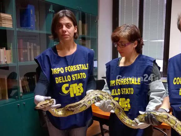 CITES's tweet photo. On this #WomensDay⁠, we once again salute all the women &amp; girls fighting on the #frontline to save #wildlife of our 🌍. Their courage &amp; determination inspire us every day!

You are dreamers,
You are believers,
You are fighters,
You are beautiful!

#WomensDay2019 #IWD2019 https://t.co/26tqDVnPrS