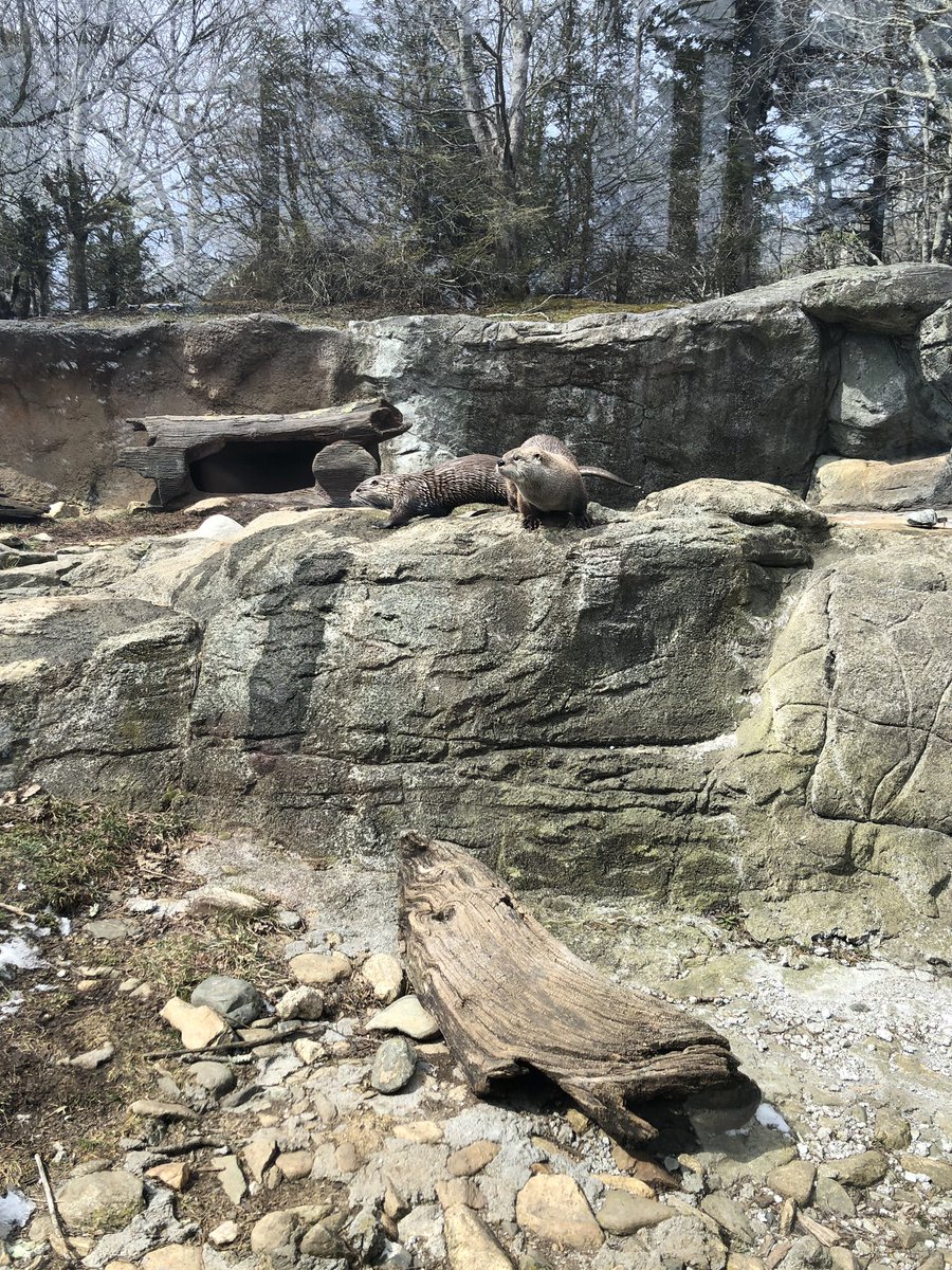 ApitaWaters's tweet photo. Okay... one last photo tweet of the otters 😍 today I learned that although they are cute and cuddly, they are actually predators of their habitats! https://t.co/WE2DaIUgcA