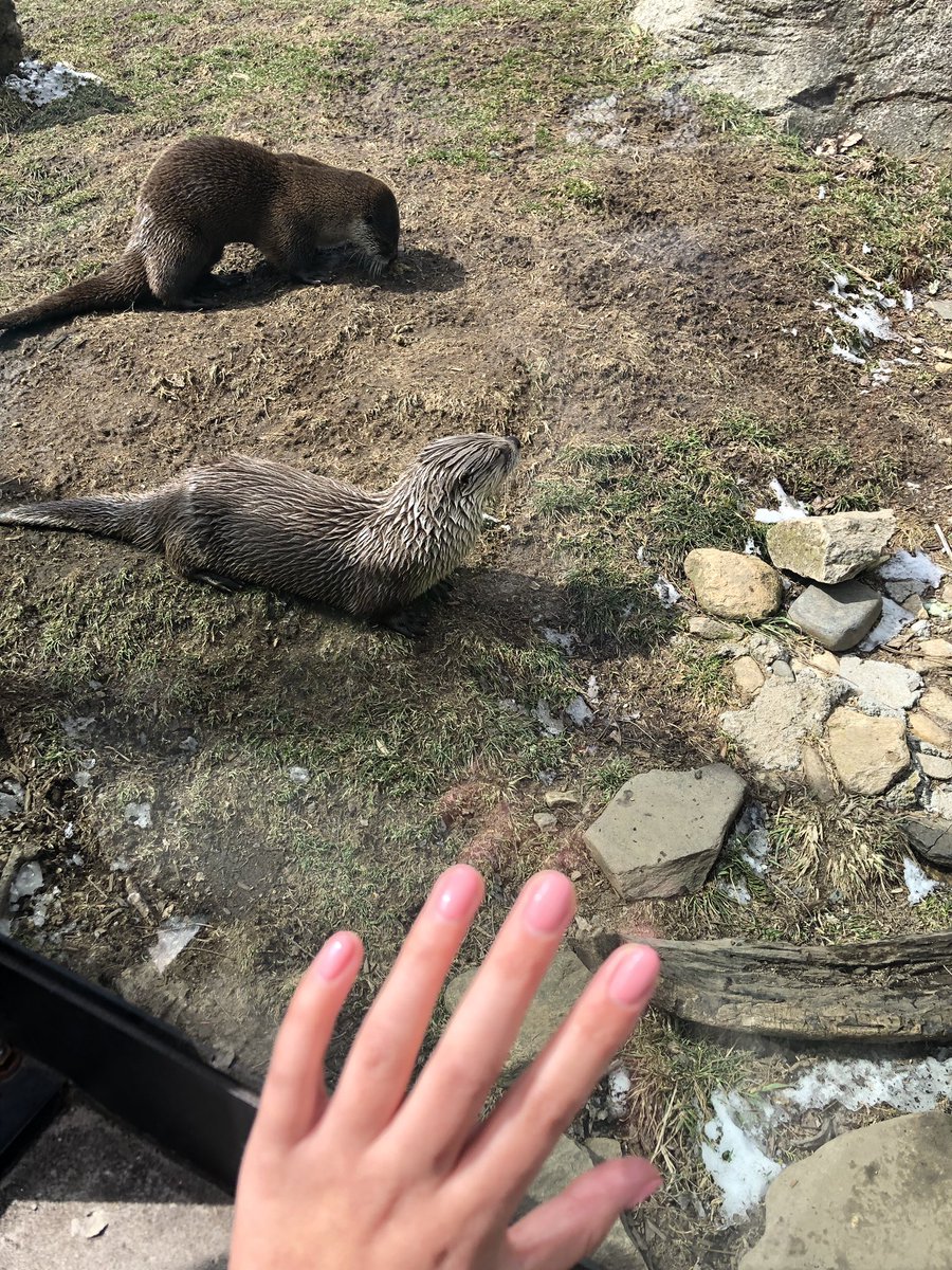 ApitaWaters's tweet photo. Okay... one last photo tweet of the otters 😍 today I learned that although they are cute and cuddly, they are actually predators of their habitats! https://t.co/WE2DaIUgcA