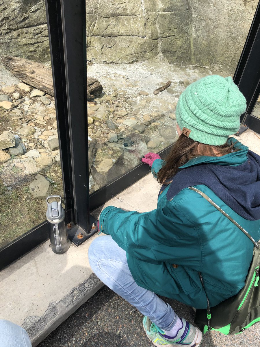 ApitaWaters's tweet photo. Okay... one last photo tweet of the otters 😍 today I learned that although they are cute and cuddly, they are actually predators of their habitats! https://t.co/WE2DaIUgcA