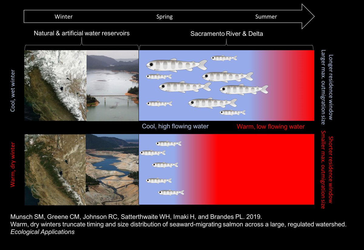 New paper in Ecological Applications: Warm, dry winters truncate timing and size distribution of seaward‐migrating salmon across a large, regulated watershed <a href="/NOAAFish_NWFSC/">NOAA Fisheries NWFSC</a> <a href="/ESAApplications/">Ecological Applications</a> <a href="/ESA_org/">Ecological Society</a> esajournals.onlinelibrary.wiley.com/doi/10.1002/ea…