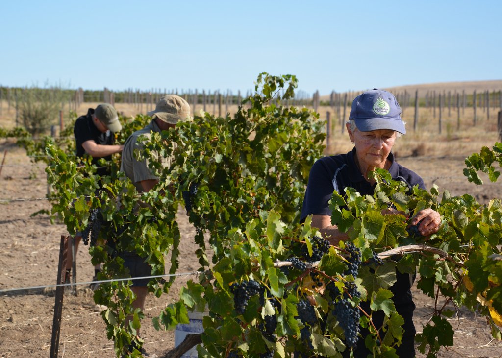 What a perfect day to share a photo of Lorraine Kalleske picking certified Organic and Biodynamic Johann Georg Shiraz earlier in the week. Lorraine Kalleske is Australia’s fastest hand grape-picker.
#IWD2019 #organic #biodynamic #barossa #barossawine