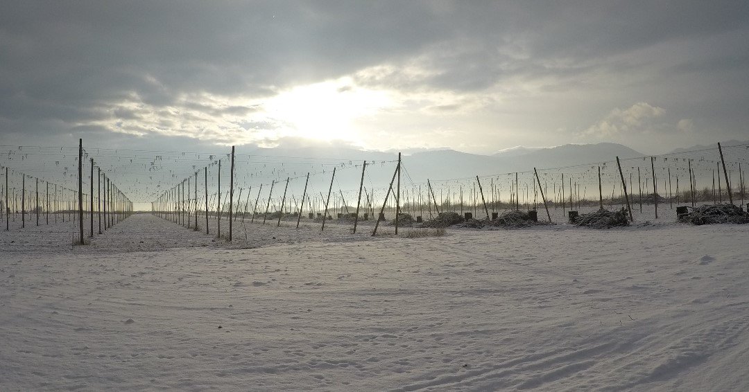 Topp's Hops tweet media