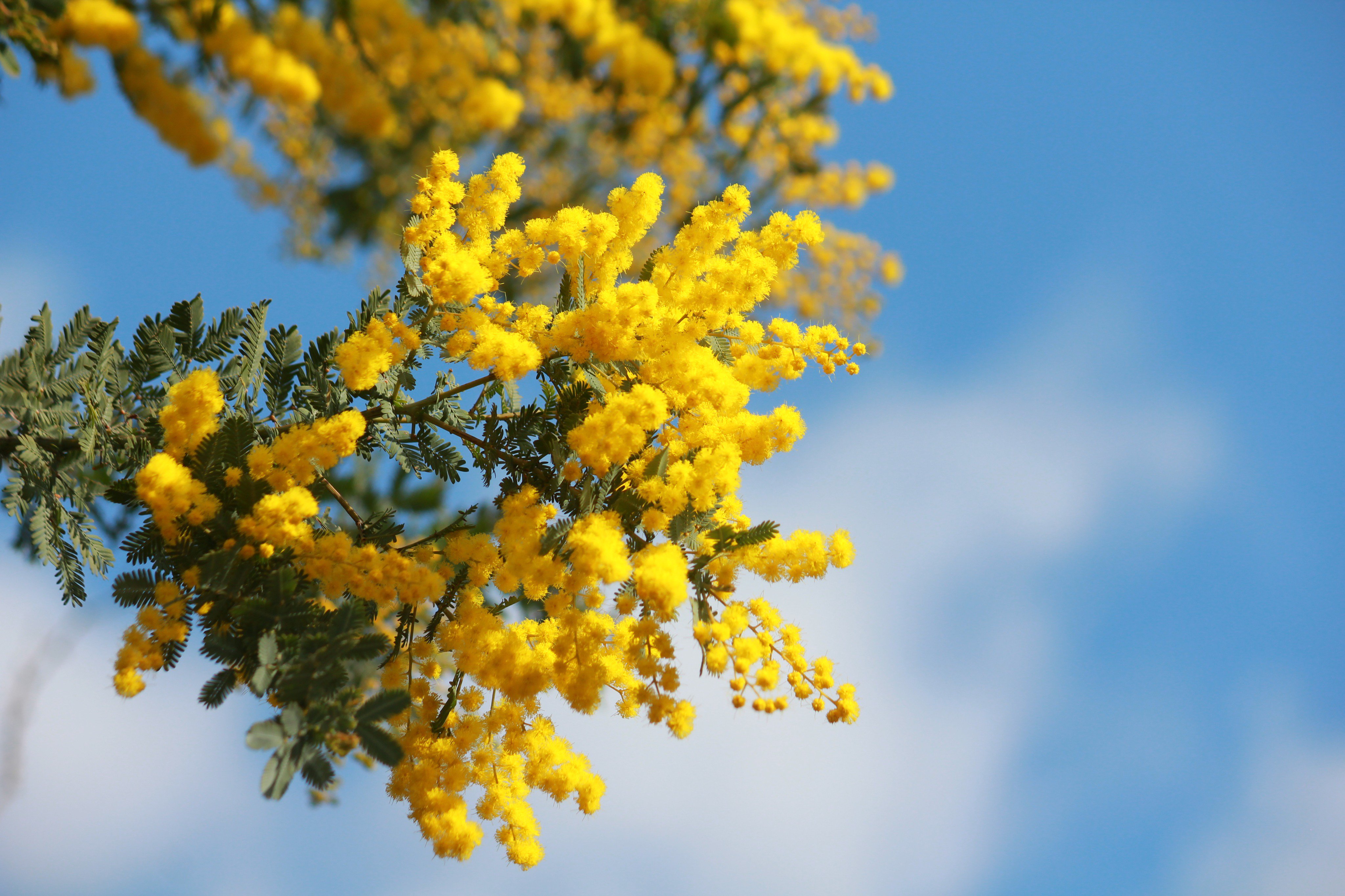 咲くやこの花館 メディタレニアンガーデンにてマメ科の ミモザ アカシア 別名 ギンヨウアカシア が開花しています 噴水のある場所が目印ですよ 青空と鮮やかな黄色のまるい花 がとっても可愛らしいですね 本日3 8は ミモザの日 とも呼ばれているそう