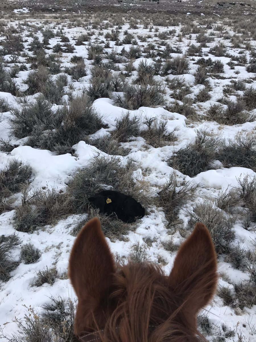 _cassi_jo_'s tweet image. It’s like Easter Egg hunting for adults...... except it’s a lot more valuable find 😉 #calvingseason #CattleTales