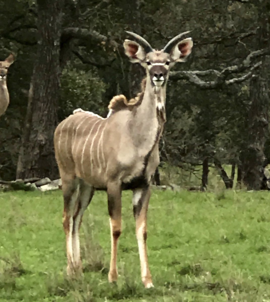 discodantheman's tweet photo. Good look at how they start and how they finish. Greater Kudu/Grey Ghost (Tragelaphus strepsiceros). They can often seem to stare right through you. One of the most iconic/majestic antelope on the planet. Absolutely one of my personal favorites. .#kudu   #spiralhorn #antelope https://t.co/uBQDMcH3fW