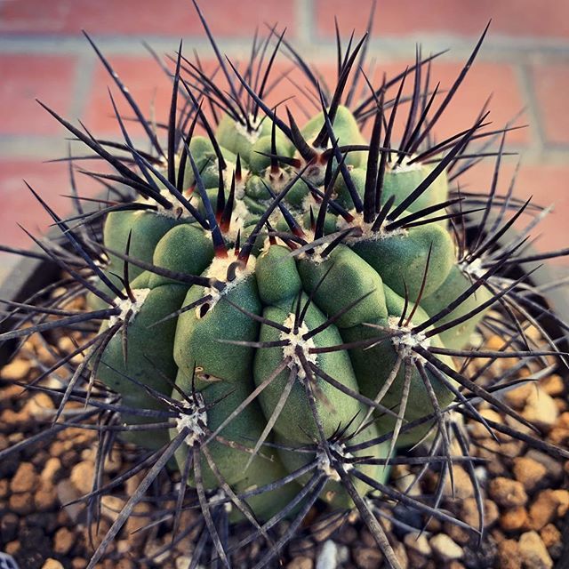 H ネオポルテリア Etiketa Sto Twitter