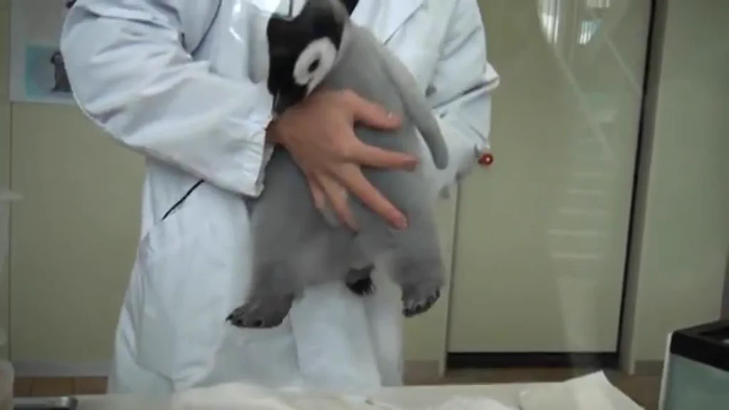 まるでぬいぐるみ！！皇帝ペンギンのかわいい脚に注目！！