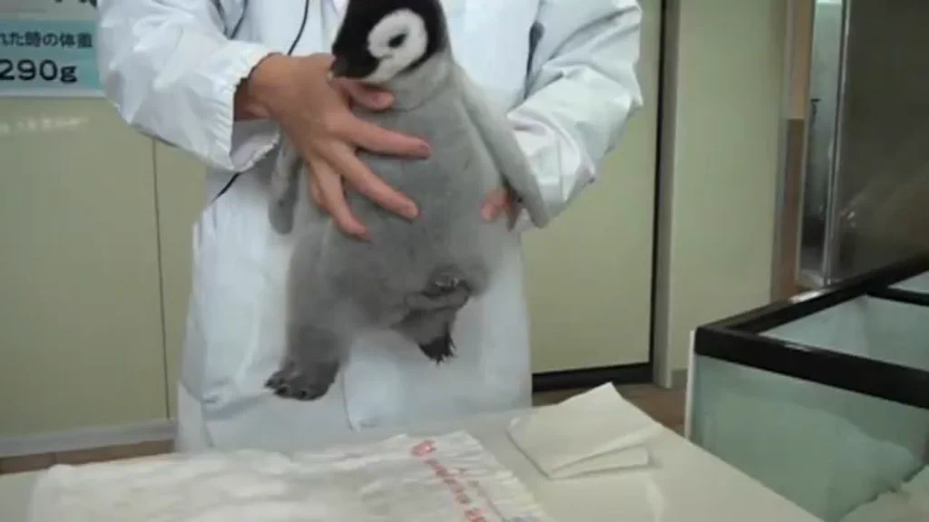 まるでぬいぐるみ！！皇帝ペンギンのかわいい脚に注目！！