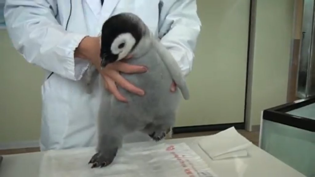 まるでぬいぐるみ 皇帝ペンギンのかわいい脚に注目 話題の画像プラス