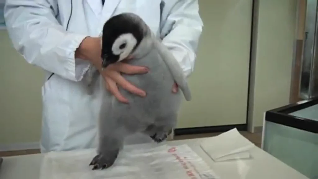 まるでぬいぐるみ！！皇帝ペンギンのかわいい脚に注目！！